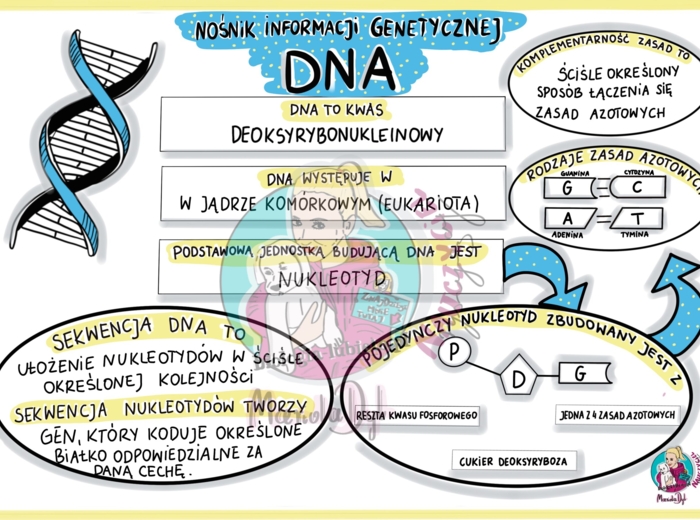 Nośnik informacji genetycznej - DNA - sketchnotka - klasa 8
