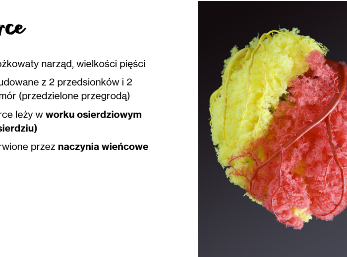 Układ krwionośny i limfatyczny KLASA 2 PODSTAWA BIOLOGIA