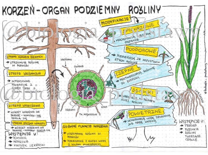 Klasa 5 - Korzeń - kolorowa sketchnotka