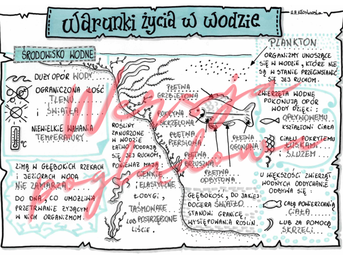 Warunki życia w wodzie -przyroda kl. 4 -wypełniona karta pracy