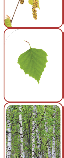 Drzewa polskich lasów