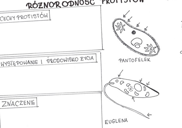 Różnorodność protistów (karta pracy)