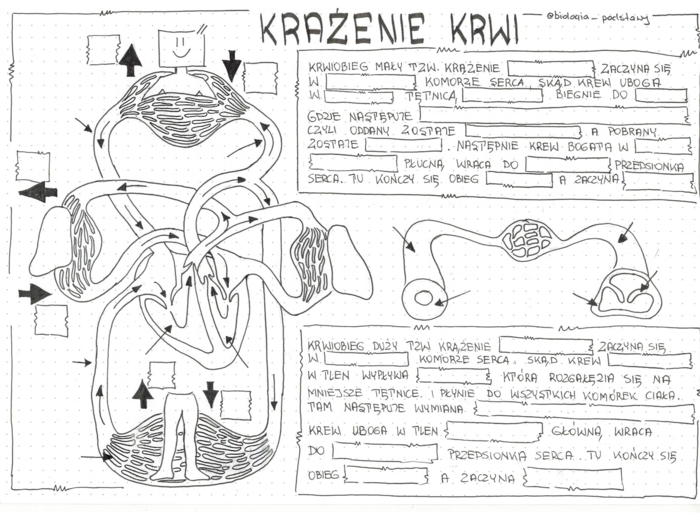 Klasa 7 - Krwiobiegi - KP