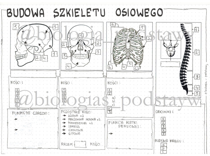 Klasa 7 - Budowa szkieletu osiowego - KP