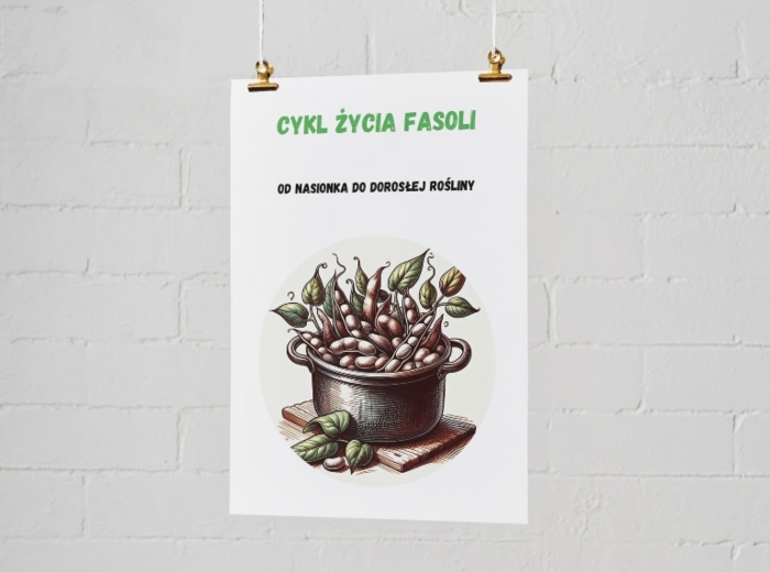 Plakaty edukacyjne. Cykl życia fasoli (etap 1: nasiono, etap 2: kiełek, etap 3: młoda roślina, etap 4: dorosła roślina). Jak segregować śmieci? Kolorowe kosze i co do nich wrzucamy? Najczęstsze błędy i odpady nietypowe.