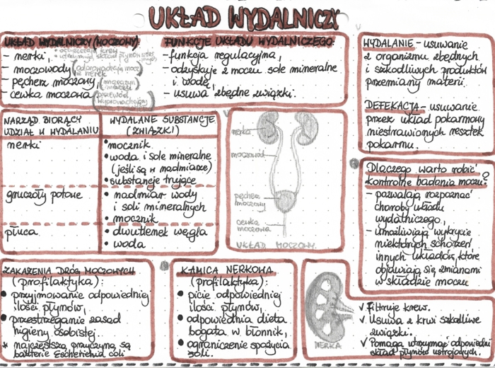 Układ wydalniczy - kolor - klasa 7