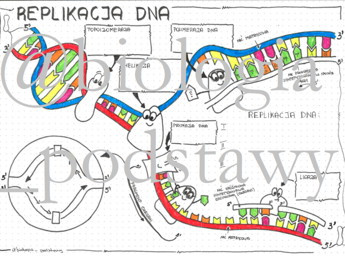 Klasa 8 - Replikacja DNA - sketchnotka
