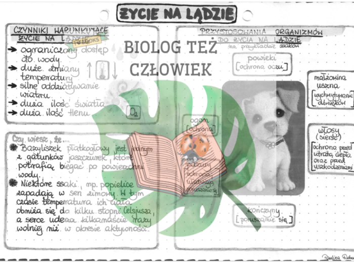 Życie na lądzie - szarość