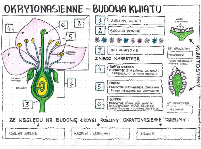 okrytonasienne - budowa kwiatu - klasa 5 - uzupełniona sketchnotka