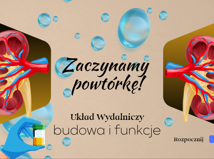 Układ wydalniczy/układ moczowy - budowa i funkcje - ćwiczenia online na monitor interaktywny + 2x karty pracy gratis