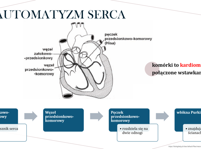 Funkcjonowanie układu krwionośnego KLASA 3 ROZSZERZENIE BIOLOGIA