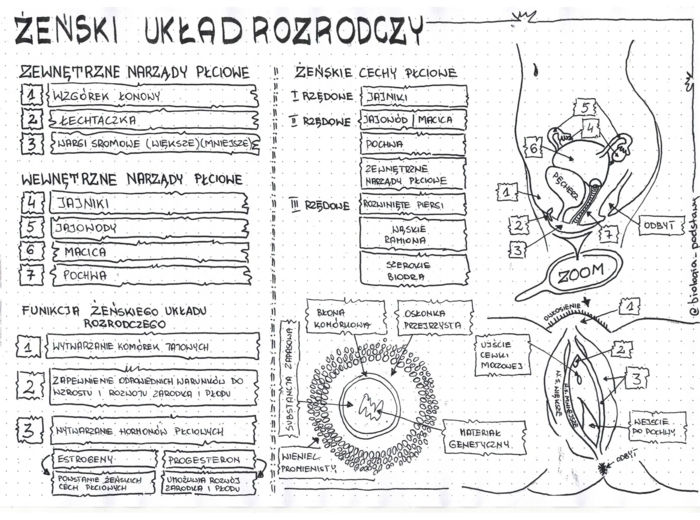 Żeński układ rozrodczy - klasa 7 - sketchnotka