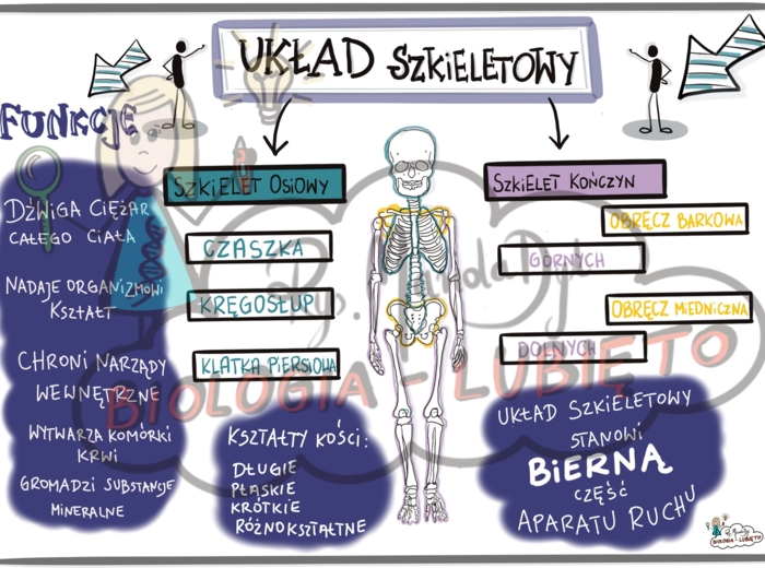 Układ szkieletowy. Klasa 7