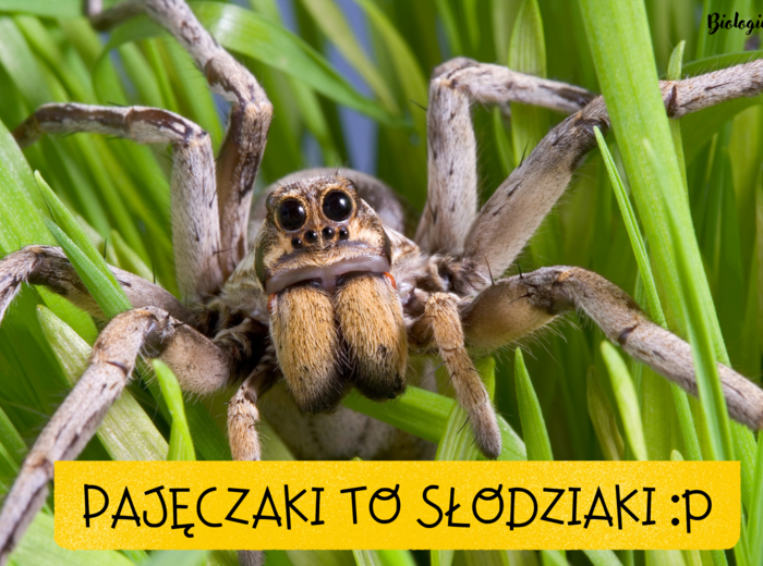 Pajęczaki to słodziaki :)