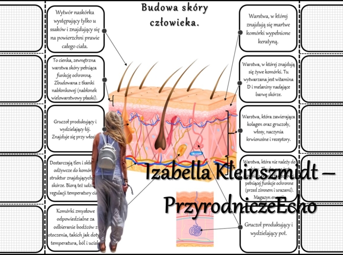 Notatka okienkowa/stacja zadaniowe/notatka/notatka graficzna/karta pracy/sketchnotka „Budowa skóry człowieka”, „Budowa i funkcje skóry” w pdf. Biologia 7 dział „Organizm człowieka. Skóra - powłoka organizmu”. Materiał wykonany na podstawie podręcznika z 