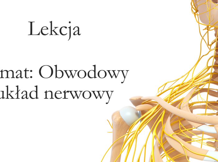 Klasa 7 - Obwodowy układ nerwowy - prezentacja