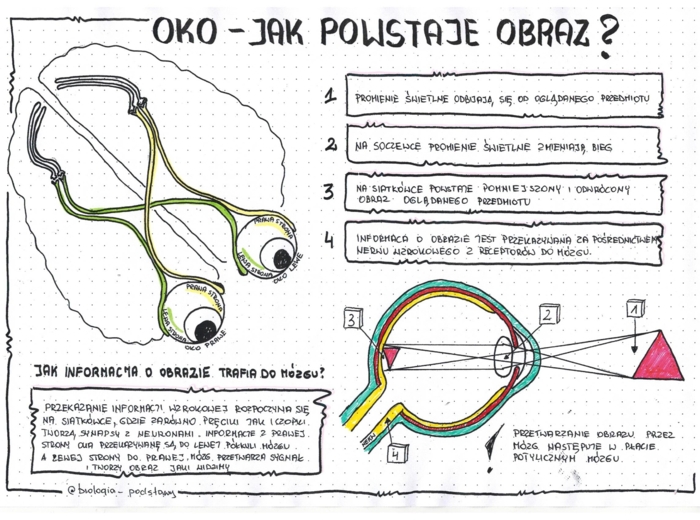 Oko - czyli jak powstaje obraz - klasa 7 - kolorowa sketchnotka uzupełniona