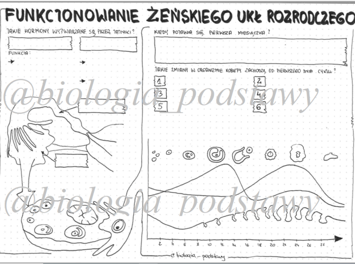 Klasa 7 - Funkcjonowanie żeńskiego układu rozrodczego - KP