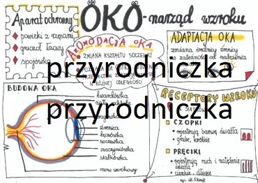 Klasa 7. Biologia. Oko (Sketchnotka)