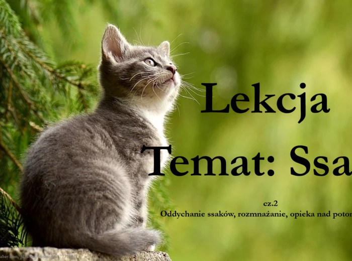 Ssaki - klasa 6 - prezentacja