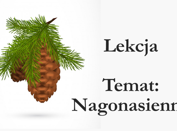 ROŚLINY NAGONASIENNE - zestaw