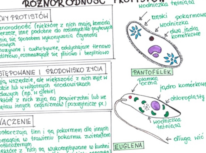 Różnorodność protistów (sketchnotka)