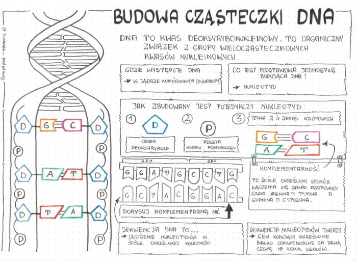 Klasa 8 - Budowa DNA - sketchnotka