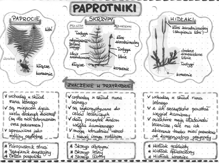 Paprotniki (paprocie, skrzypy, widłaki) - szarość - klasa 5