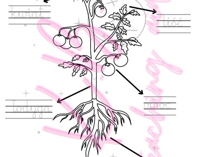 Budowa rośliny - ed. przyrodnicza klasa II