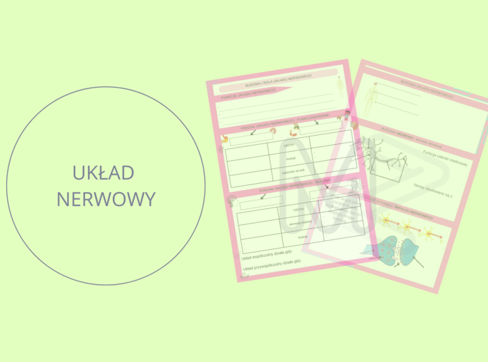 Budowa i rola układu nerwowego