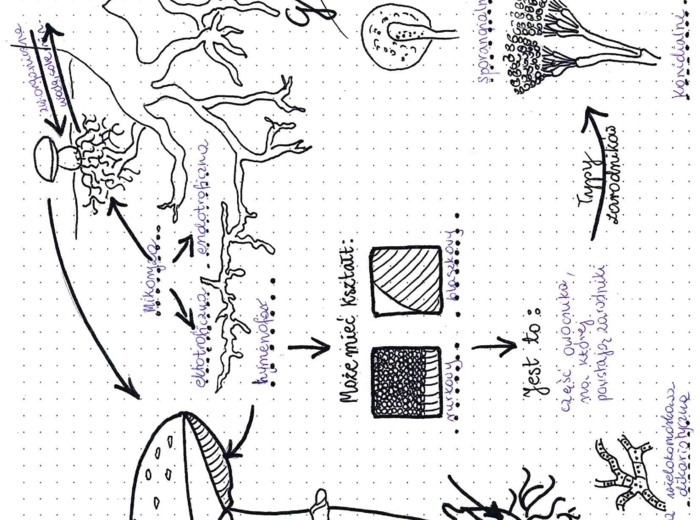 Grzyby - graficzna karta pracy