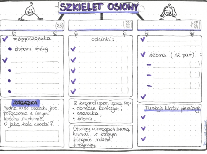 Szkielet osiowy - klasa 7 - kolor