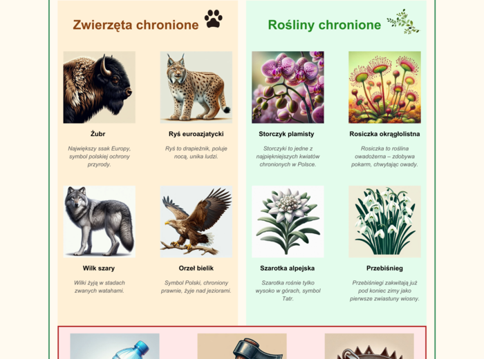 Plansze edukacyjne. Gatunki zwierząt i roślin. Warstwy lasu. Bioróżnorodność.