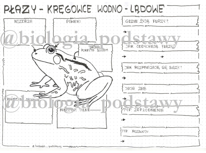 Klasa 6 - Płazy - karta pracy