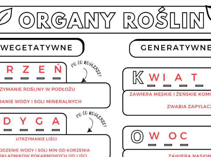 Organy wegetatywne i generatywne roślin (liście, łodyga, korzeń, owoce, kwiat)