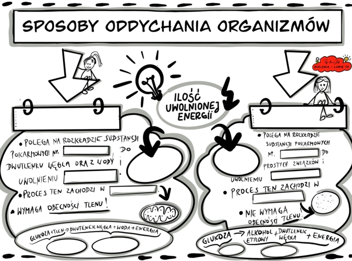 Klasa 5. Biologia. Karta pracy. Sposoby oddychania organizmów. (Karta pracy do uzupełnienia)