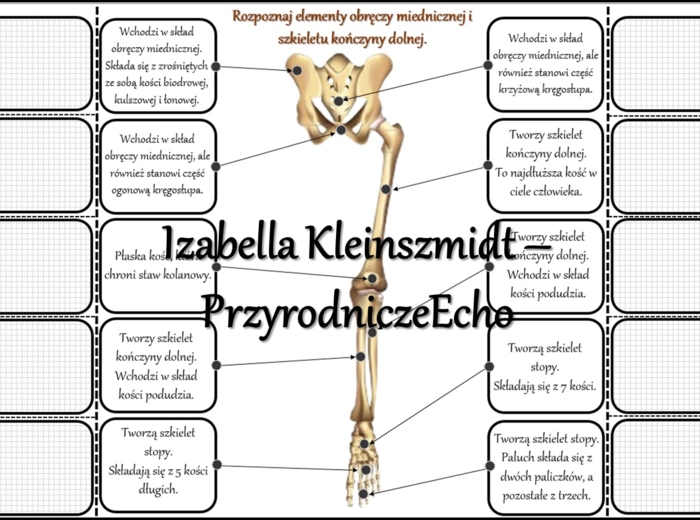 Notatka okienkowa/stacja zadaniowe/notatka interaktywna/notatka graficzna/karta pracy/sketchnotka „Szkielet obręczy i kończyn”, „Szkielet obręczy”, „Szkielet kończyn” w pdf. „Szkielet kończyn”. Biologia 7, dział „Aparat ruchu”. Materiał wykonany na podst
