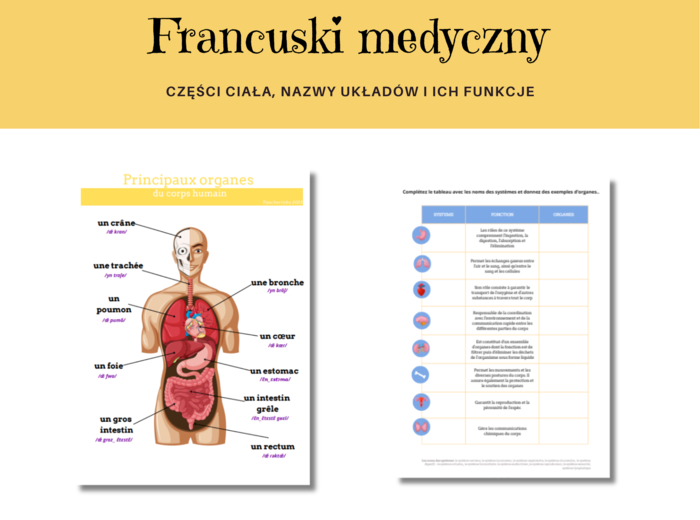 Język Francuski Medyczny, Anatomia, Organy i ich funkcje, Ćwiczenia, Słownictwo, Karty Pracy, Principaux organes du corps humain, Anatomie humaine