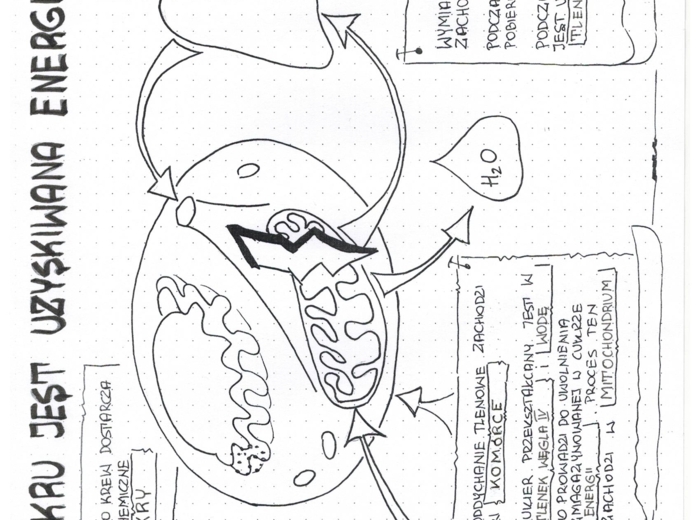 Jak z cukru powstaje energia - klasa 5