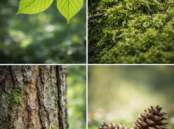 Opis lasu – krok po kroku