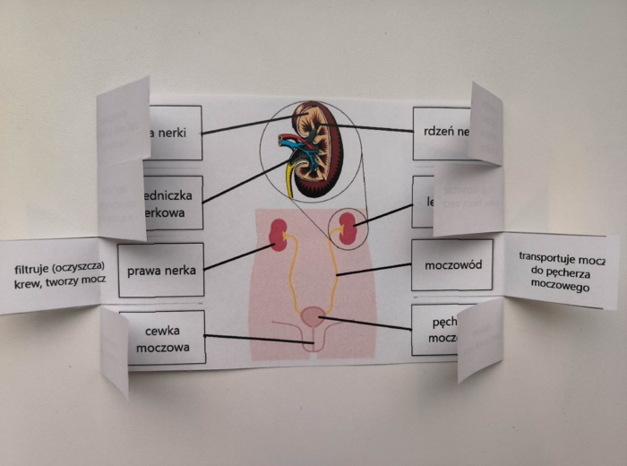 Układ moczowy (wydalniczy) - okienkowa notatka