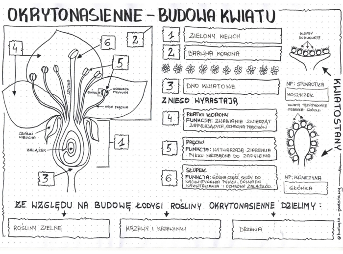 okrytonasienne - budowa kwiatu - klasa 5 - notatka graficzna do pokolorowania
