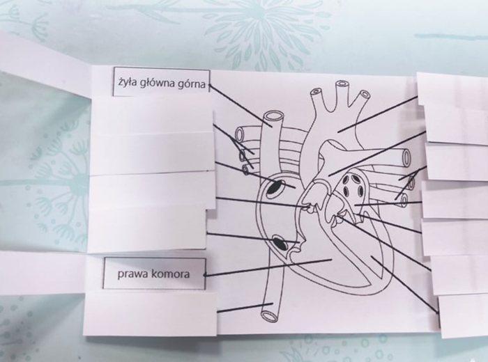 Serce - okienkowa notatka