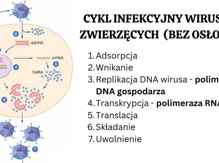 wirusy - molekularne pasożyty 2 KLASA BIOLOGIA ROZSZERZONA