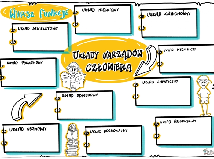 Klasa 7 Układy narządów człowieka