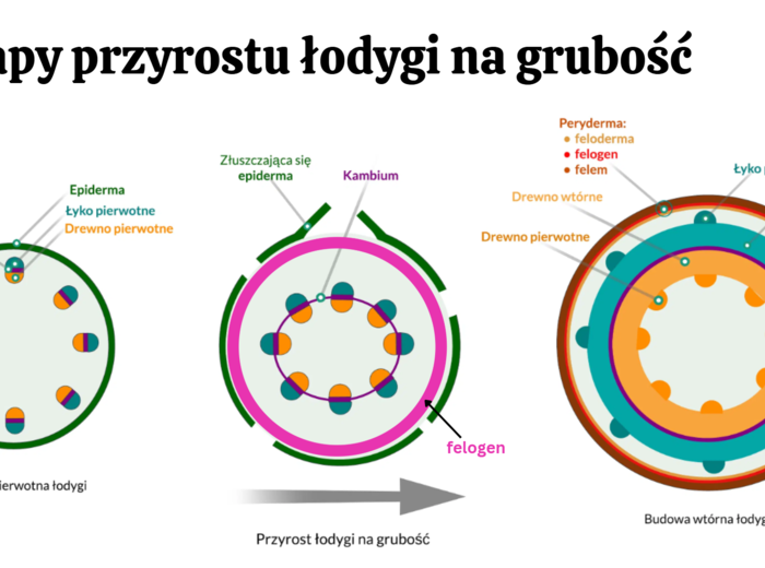 Anatomia roślin - KLASA 2 ROZSZERZENIE