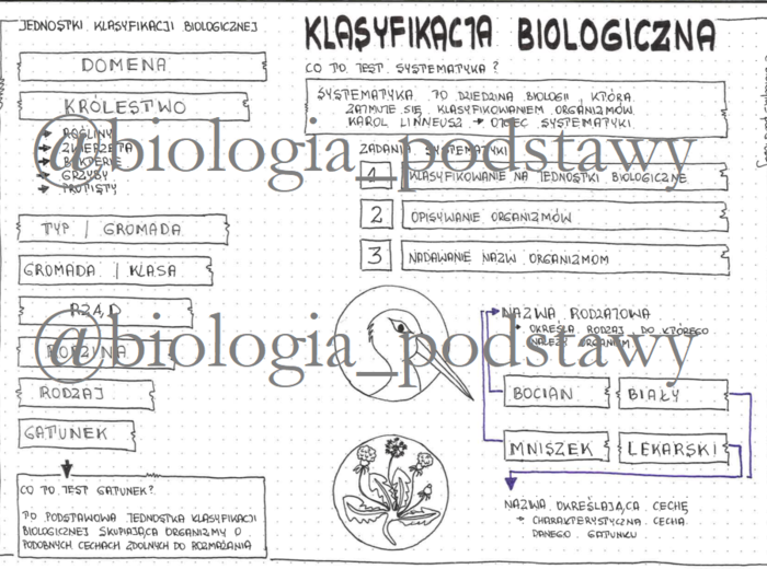 Klasa 5 - Klasyfikacja biologiczna - sketchnotka