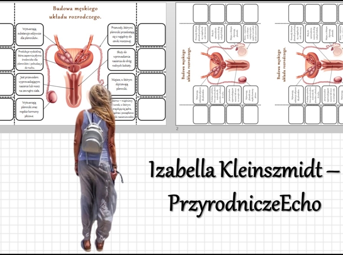 Notatka okienkowa „Budowa męskiego układu rozrodczego” w pdf. Biologia 7 dział „Rozmnażanie i rozwój człowieka”.