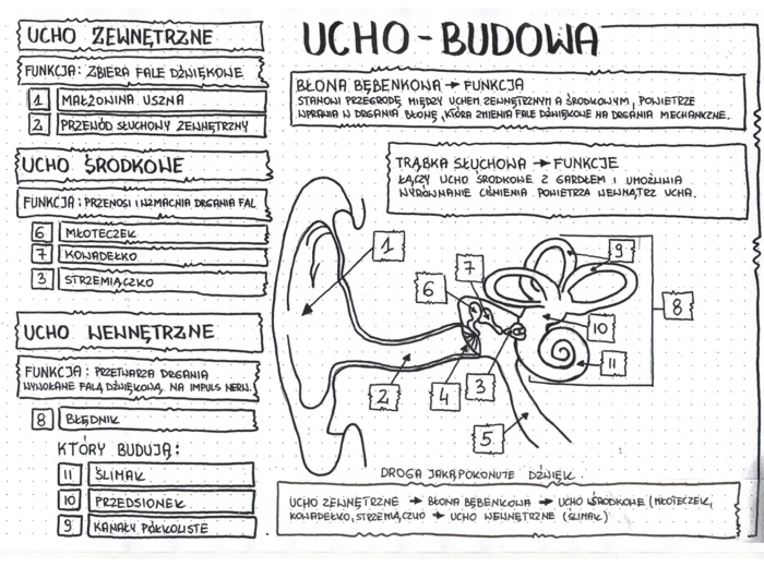 Budowa ucha - klasa 7 - uzupełniona notatka