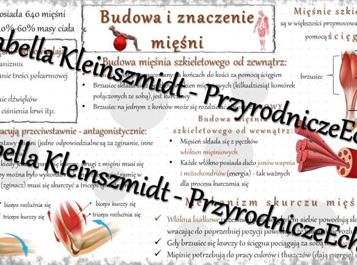 Sketchnotka - notatka „Budowa i znaczenie mięśni” wykonana w power point do edycji. Biologia 7; „Aparat ruchu”